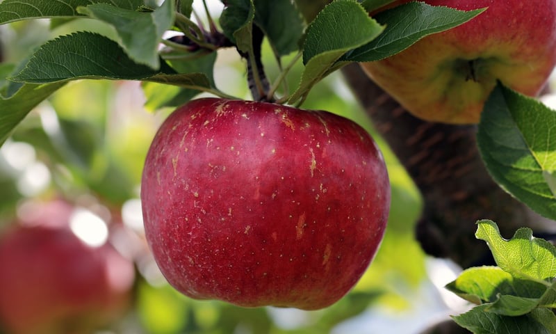 Person eating apple